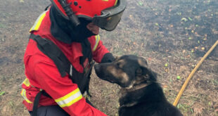 Cão salvo pelos Bombeiros Vermelhos