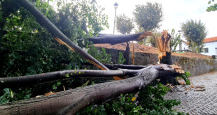 Árvore de grandes dimensões caiu em Vila das Aves