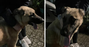 Cão encontrado na Reguenga, procuram-se informações